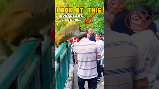 Monkey biting a man in the head