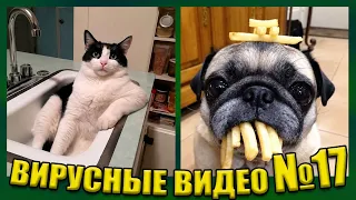 ВИРУСНЫЕ ВИДЕО / Подборка смешные животные №17