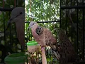 suara burung tekukur merdu memikat gacor di pagi hari #shorts #shortsfeed #shortvideo #short #song