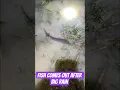 Download Lagu Fish comes out after big rain #fishing #countryside #happylife