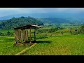 Download Lagu Suasana Pedesaan Yang Asri Dan Sejuk Membawa Kedamaian Hakiki Di Lereng Lawu Jenawi Indonesia