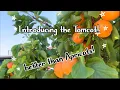 Tomcots The new and improved HUGE Apricots that taste like peaches