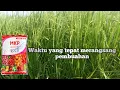 Lagu waktu yang tepat aplikasi pupuk MKP