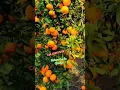 Download Lagu Mandarin orange farming / #orange  / Sweet Orange plant