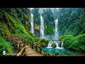 Download Lagu Prachtige ontspannende muziek - Herstelt het zenuwstelsel met zingende vogels