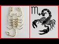 DIY Wire Scorpion Tutorial Scorpio Zodiac Pendant