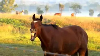 شوفوا خرابدالله خرامدان الدب يصرخ مثل الحمار هههههههههههههههههههههههه الوصف  شوفوا خرابدالله خرامدان الدب يصرخ مثل الحمار هههههههههههههههههههههههه الوصف