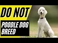7 Reasons You Should NOT Get a Standard Poodle