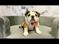 English Bulldog M at Furry Babies Portage