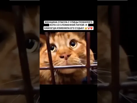 Женщина Ангел  👼😍#рек#кот#хозяйка #животные #милота #семья