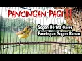 Download Lagu PANCINGAN PAGI‼️SOGON BETINA GACOR MEMANCING SOGON JANTAN