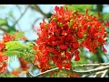 ดอกไม้ให้คุณ หนุ่มสกล.wmv