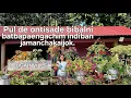 Pul de ontisade bibalni batbapaengachim indiban jamanchakaijok | Bougainvillea 