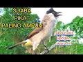 suara pikat burung kecil paling ampuh|| gentilang ribut