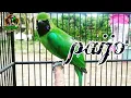 Download Lagu Cucak ijo isian kapas tembak,mesin jahit sambung cililin,gereja||cucak ijo PAIJO