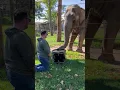 Adorable Elephant Learns to Play the Drums! #Elephants #Shorts