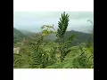 Download Lagu Senja di ambang pilu.