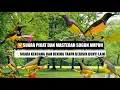 Download Lagu Suara pikat sogon manggil teman ngumpul