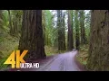 4K Forest Scenic Drive - Howland Hill Road Jedediah Smith Redwoods CA