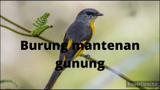 Download masteran burung murai batu ber jeda!!! suara burung mantenan gunung MP3