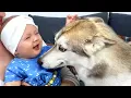 Download Lagu Mijn hond glimlachte naar de Baby! Husky Puppy ziet voor het eerst een Baby