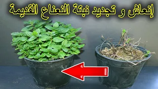 إنعاش و تجديد نبتة النعناع الضعيفة  أو القديمة دندنها