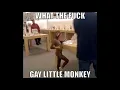 gay little monkey song