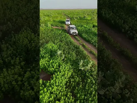 أجمل صحاري العالم، تيمياوين الجزائر، تكتسي بالاغطاء الأخضر.