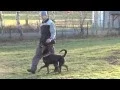 Download Lagu festive training- obedience 12/2012