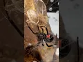 My SCARIEST Black Widow SPIDER