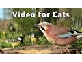 Download Lagu Vogels Van Het Bos