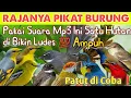 Mp3 Pikat Rajanya Para Burcil Langsung Ngumpul - Terbukti Ampuh 💯
