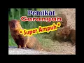 Download Lagu Suara pikat garangan, super ampuh dijamin 101% datang