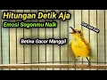 Download Lagu SOGON BETINA GACOR PENAIK EMOSI SOGON TROTOL GACOR CEPAT NAIK, FULL ISIAN NEMBAK PANJANG
