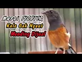 Download Lagu PANCINGAN MURAI BETINA GACOR MEMANGGIL JANTAN‼️PENGGACOR TERCEPAT MURAI BATU DIAM AGAR NAIK EMOSI