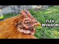 Saving this MOTHER-TO-BE Hen from a Flea Invasion