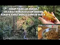 Download Lagu Hari Ini Bantu Papa Mencari Kayu Bakar, Pulang Rumah Baoqi Dan Mama Memasak Untuk Papa @Baoqi_289