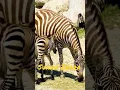 Download Lagu Suara Zebra #shorts #animals #suarahewan #zebra