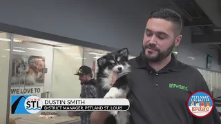 Petland in Fenton is the place to get your next family pet