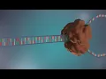 DNA replication - 3D
