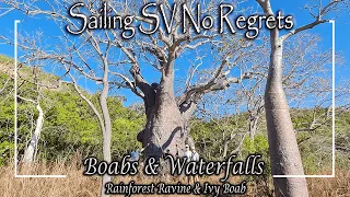 E65 – Bigge Island, Rainforest Ravine & Ivy Boab Tree