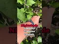 How to Get Rid of Potato Bugs FAST