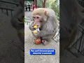Cheeky monkey snatches drink from tourist s hand