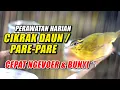 Download Lagu TIPS PERAWATAN BURUNG CIKRAK DAUN PARE PARE AGAR CEPAT BUNYI