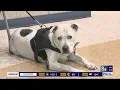 Las Vegas pet owners face challenges in extreme heat