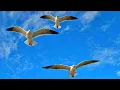 Download Lagu 2 Jam Bernyanyi Burung Camar di Dermaga | Suara Luar Biasa dan Pemandangan Indah | 4K | Bagian 20