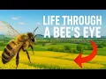 Download Lagu The life in bee's eyes!