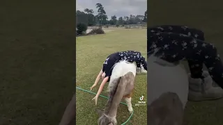 Funny Horse Video Of A Kid 