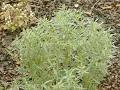Summer Savory Herb