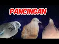 Perkutut Lokal Gacor Suara Keras Vs Tekukur Kuk 3 Alam Suara Bening